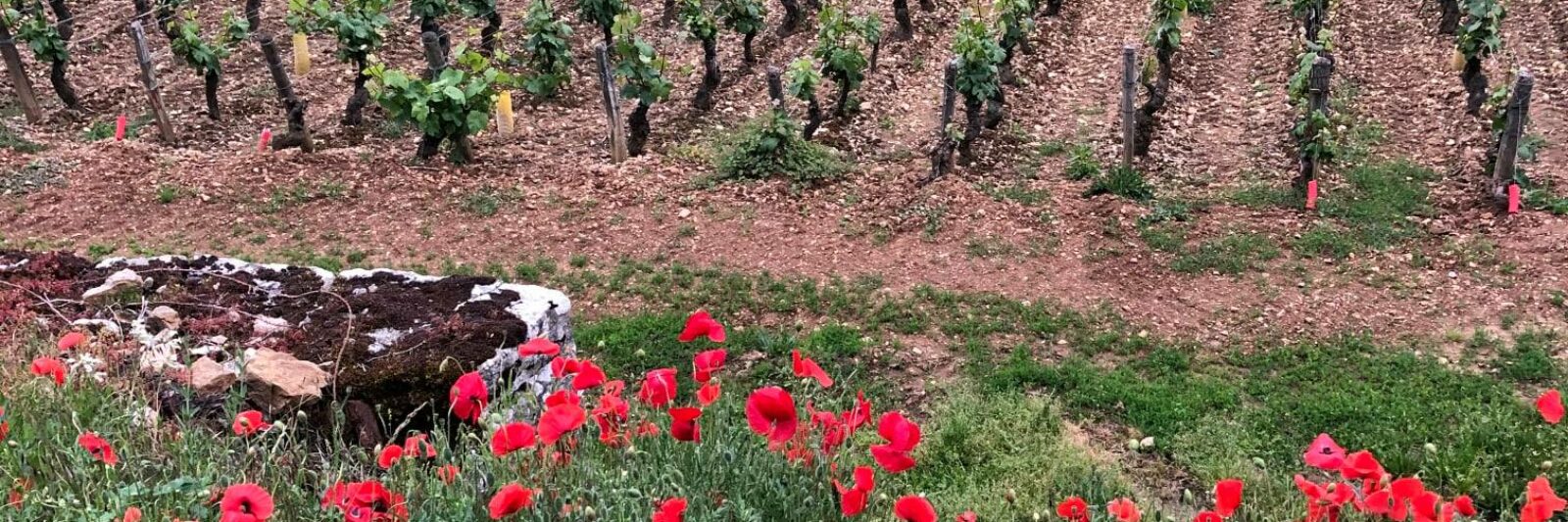 gîte Domaine Lemonde dans le vignoble de Jambles Bourgogne