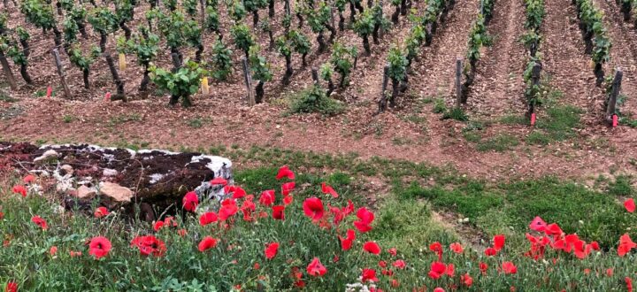 gîte Domaine Lemonde dans le vignoble de Jambles Bourgogne