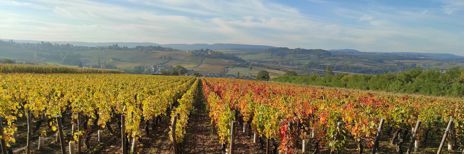 vignoble bourgogne autour du gîte Domaine Lemonde