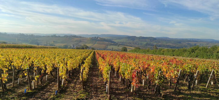 vignoble bourgogne autour du gîte Domaine Lemonde