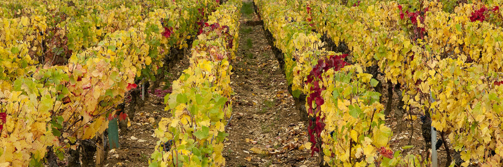 vignes du Domaine Lemonde - Jambles